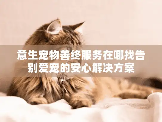 意生宠物善终服务在哪找告别爱宠的安心解决方案