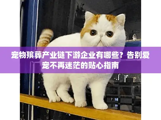 宠物殡葬产业链下游企业有哪些？告别爱宠不再迷茫的贴心指南
