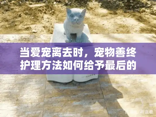 当爱宠离去时，宠物善终护理方法如何给予最后的温柔？