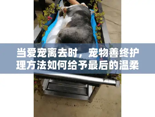 当爱宠离去时，宠物善终护理方法如何给予最后的温柔？
