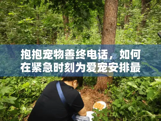 抱抱宠物善终电话，如何在紧急时刻为爱宠安排最后的温柔告别？