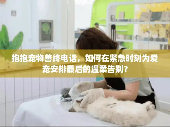 抱抱宠物善终电话，如何在紧急时刻为爱宠安排最后的温柔告别？