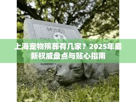 上海宠物殡葬有几家？2025年最新权威盘点与贴心指南