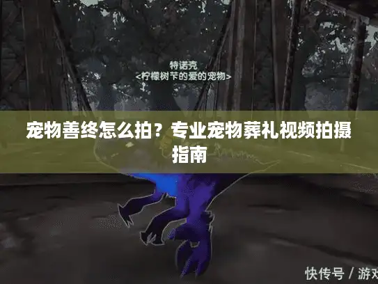 宠物善终怎么拍？专业宠物葬礼视频拍摄指南