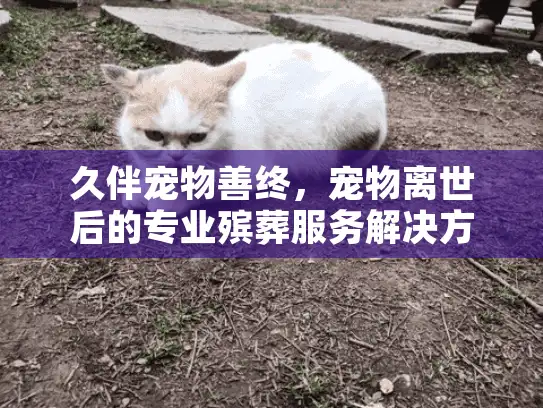 久伴宠物善终，宠物离世后的专业殡葬服务解决方案