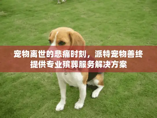宠物离世的悲痛时刻，派特宠物善终提供专业殡葬服务解决方案