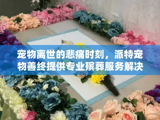 宠物离世的悲痛时刻，派特宠物善终提供专业殡葬服务解决方案