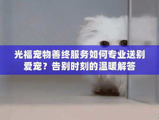 光福宠物善终服务如何专业送别爱宠？告别时刻的温暖解答