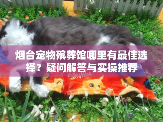 烟台宠物殡葬馆哪里有最佳选择？疑问解答与实操推荐