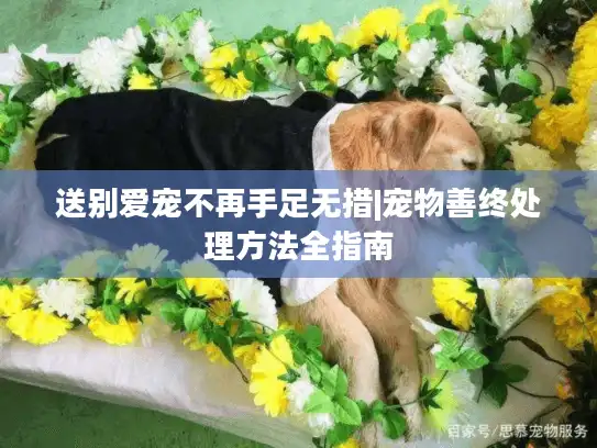 送别爱宠不再手足无措|宠物善终处理方法全指南