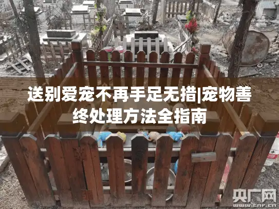 送别爱宠不再手足无措|宠物善终处理方法全指南