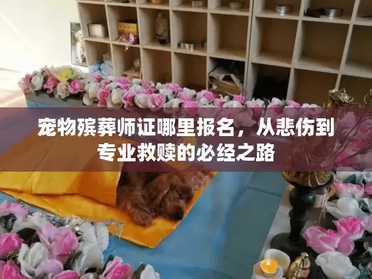宠物殡葬师证哪里报名，从悲伤到专业救赎的必经之路