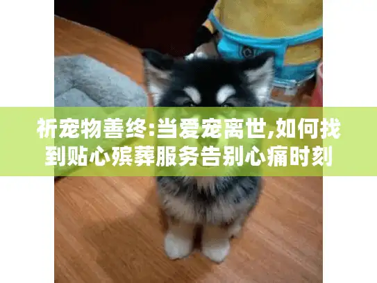 祈宠物善终:当爱宠离世,如何找到贴心殡葬服务告别心痛时刻