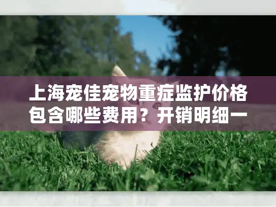 上海宠佳宠物重症监护价格包含哪些费用？开销明细一览