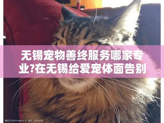 无锡宠物善终服务哪家专业?在无锡给爱宠体面告别