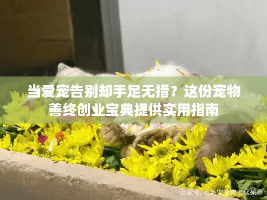 当爱宠告别却手足无措？这份宠物善终创业宝典提供实用指南