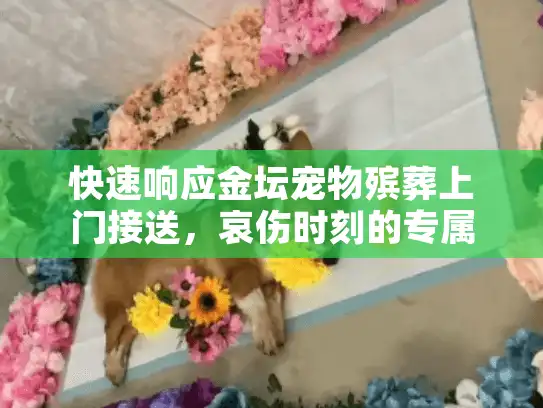 快速响应金坛宠物殡葬上门接送，哀伤时刻的专属守护