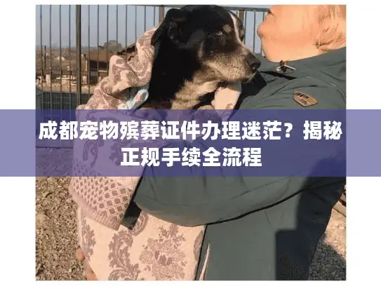 成都宠物殡葬证件办理迷茫？揭秘正规手续全流程