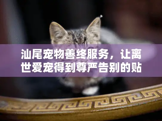 汕尾宠物善终服务，让离世爱宠得到尊严告别的贴心方案