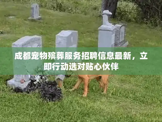 成都宠物殡葬服务招聘信息最新，立即行动选对贴心伙伴