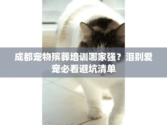 成都宠物殡葬培训哪家强？泪别爱宠必看避坑清单