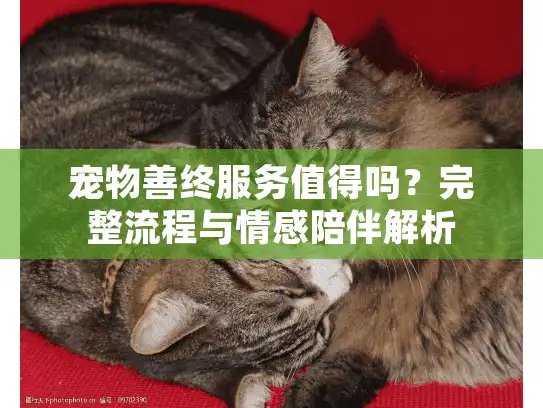 宠物善终服务值得吗？完整流程与情感陪伴解析