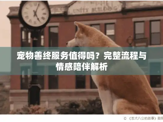 宠物善终服务值得吗？完整流程与情感陪伴解析