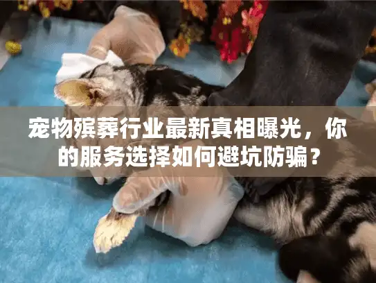 宠物殡葬行业最新真相曝光，你的服务选择如何避坑防骗？