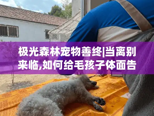 极光森林宠物善终|当离别来临,如何给毛孩子体面告别与纪念