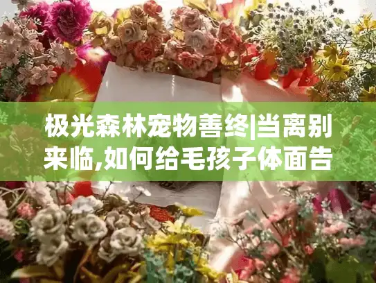 极光森林宠物善终|当离别来临,如何给毛孩子体面告别与纪念