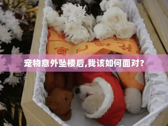 宠物意外坠楼后,我该如何面对？