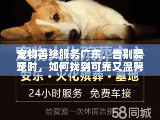 宠物善终服务广东，告别爱宠时，如何找到可靠又温馨的方案？