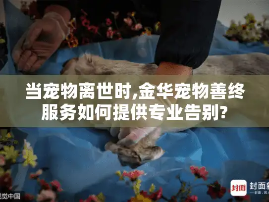 当宠物离世时,金华宠物善终服务如何提供专业告别?