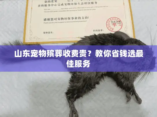 山东宠物殡葬收费贵？教你省钱选最佳服务