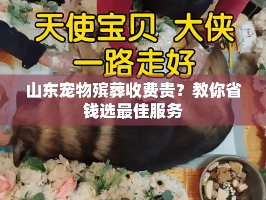 山东宠物殡葬收费贵？教你省钱选最佳服务