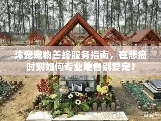 沐宠宠物善终服务指南，在悲痛时刻如何专业地告别爱宠？