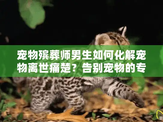 宠物殡葬师男生如何化解宠物离世痛楚？告别宠物的专业选择秘笈