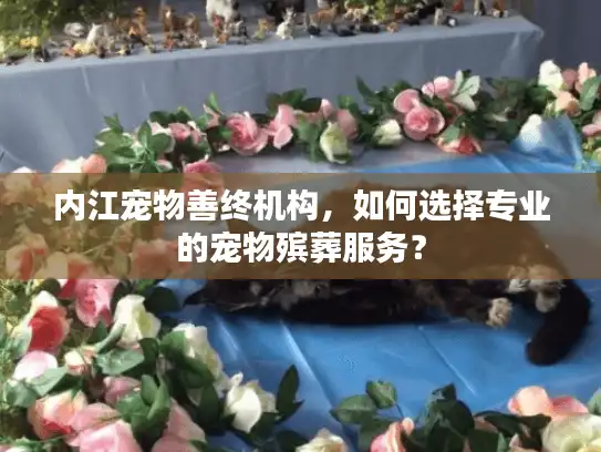 内江宠物善终机构，如何选择专业的宠物殡葬服务？
