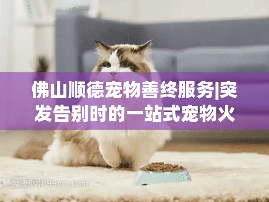 佛山顺德宠物善终服务|突发告别时的一站式宠物火化殡葬解决方案