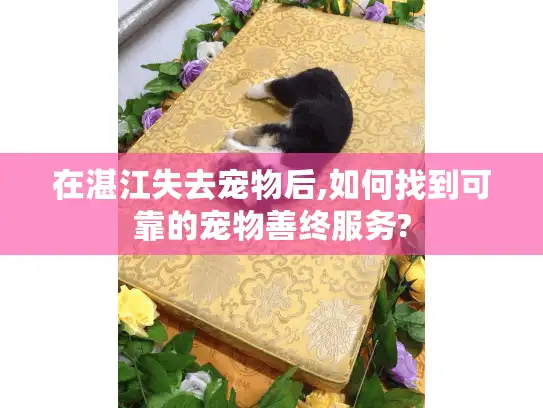 在湛江失去宠物后,如何找到可靠的宠物善终服务?