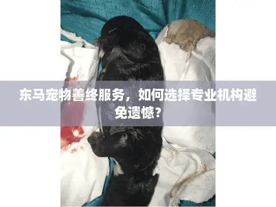 东马宠物善终服务，如何选择专业机构避免遗憾？
