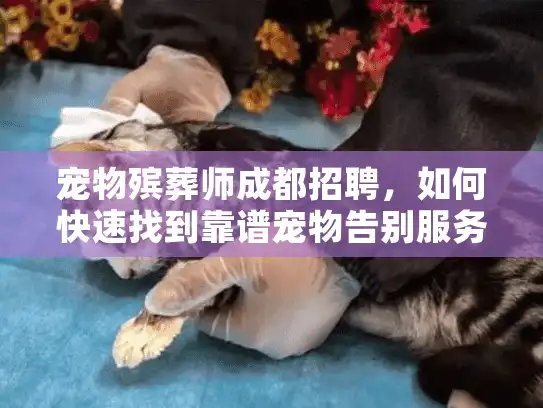 宠物殡葬师成都招聘，如何快速找到靠谱宠物告别服务避免二次伤害？