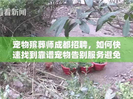 宠物殡葬师成都招聘，如何快速找到靠谱宠物告别服务避免二次伤害？