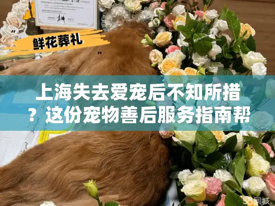 上海失去爱宠后不知所措？这份宠物善后服务指南帮您度过艰难时刻