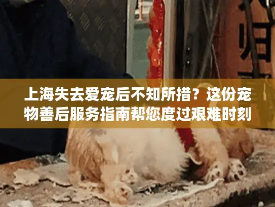 上海失去爱宠后不知所措？这份宠物善后服务指南帮您度过艰难时刻