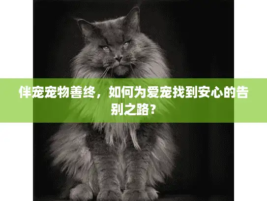伴宠宠物善终，如何为爱宠找到安心的告别之路？