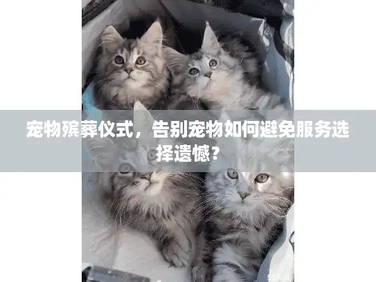 宠物殡葬仪式，告别宠物如何避免服务选择遗憾？