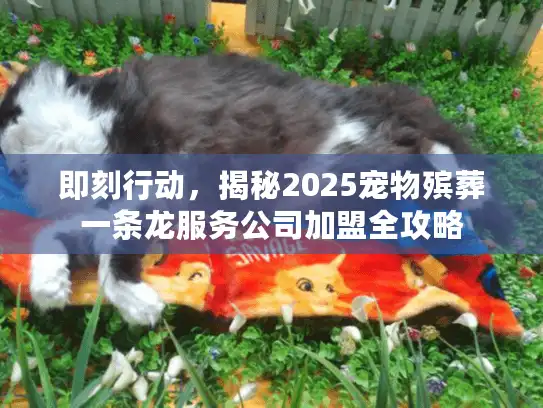 即刻行动，揭秘2025宠物殡葬一条龙服务公司加盟全攻略