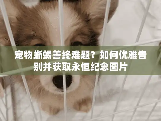 宠物蜥蜴善终难题？如何优雅告别并获取永恒纪念图片
