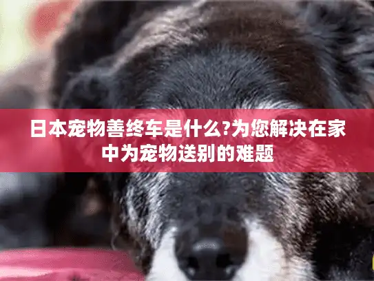 日本宠物善终车是什么?为您解决在家中为宠物送别的难题